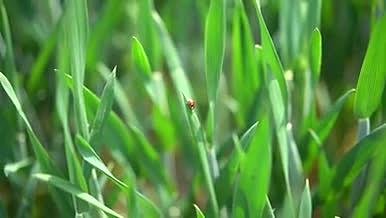 春天清晨唯美草丛瓢虫高帧率视频的预览图
